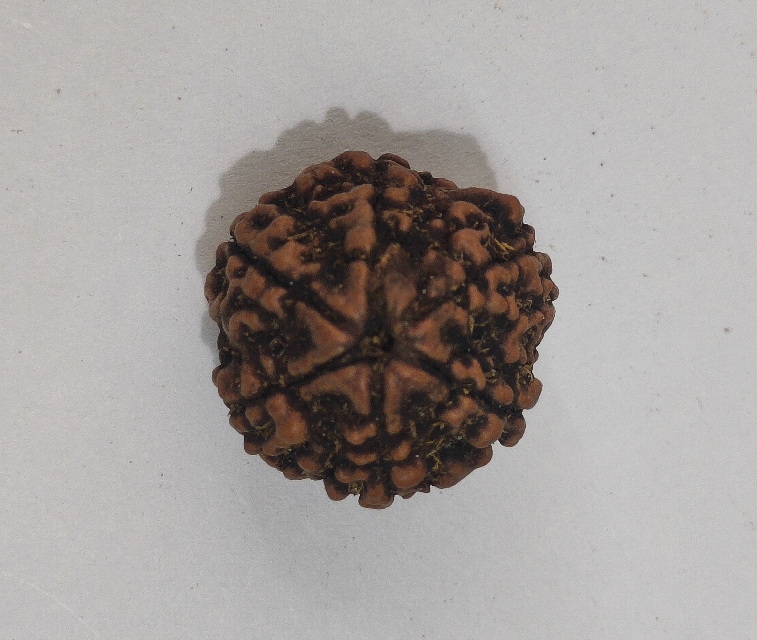 6 Mukhi Rudraksha